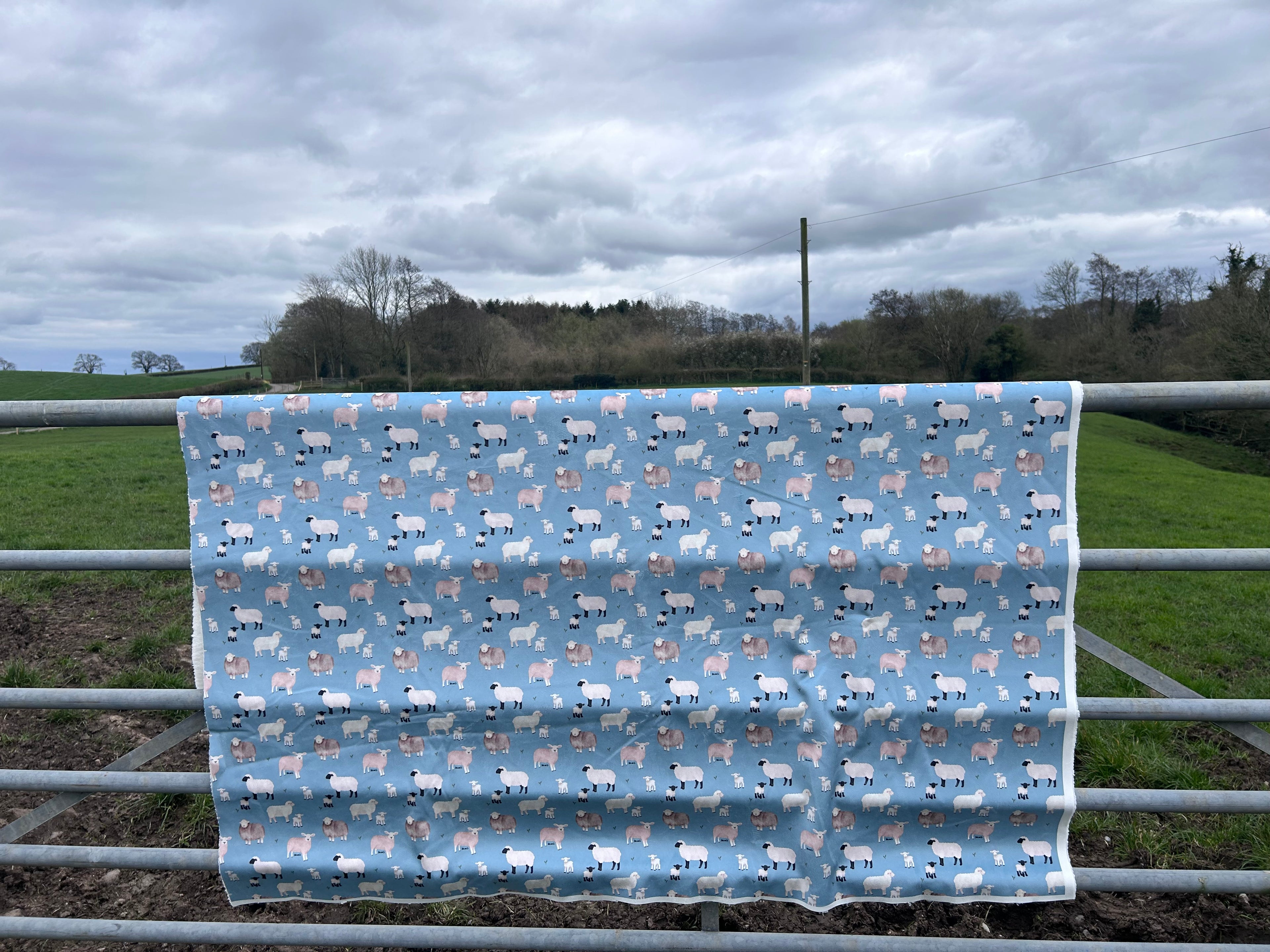 Sherpa Sheep blanket